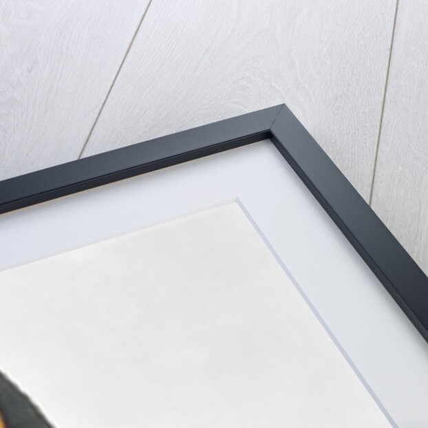 Giant Touraco by Jacques Barraband