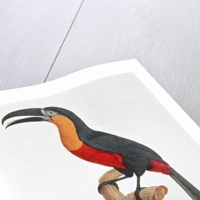 Giant Touraco by Jacques Barraband