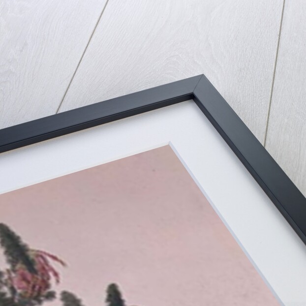 Heather, Erica sebana by Franz Andreas Bauer