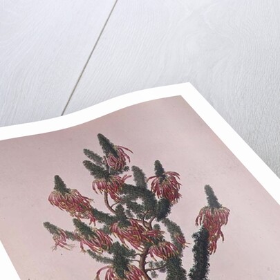 Heather, Erica sebana by Franz Andreas Bauer