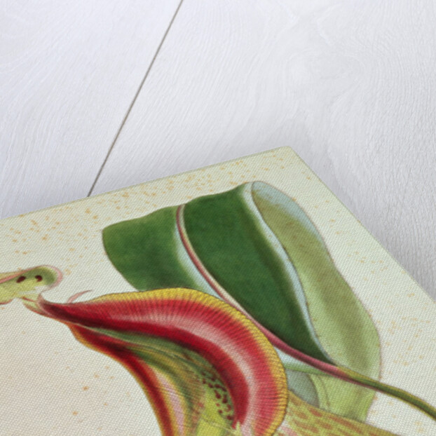 Pitcher plant: Nepenthes villosa, signed H.K by English School