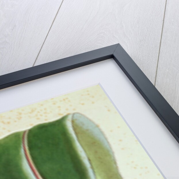 Pitcher plant: Nepenthes villosa, signed H.K by English School