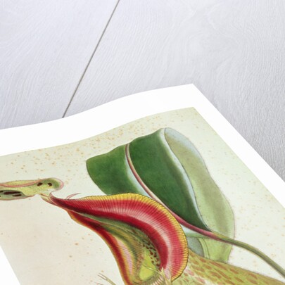 Pitcher plant: Nepenthes villosa, signed H.K by English School