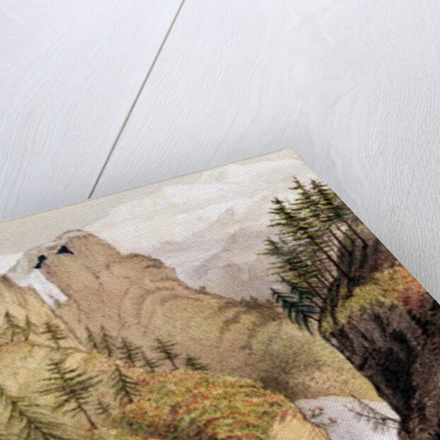 Rhododendrons: Blossom in the snow beds by Anonymous