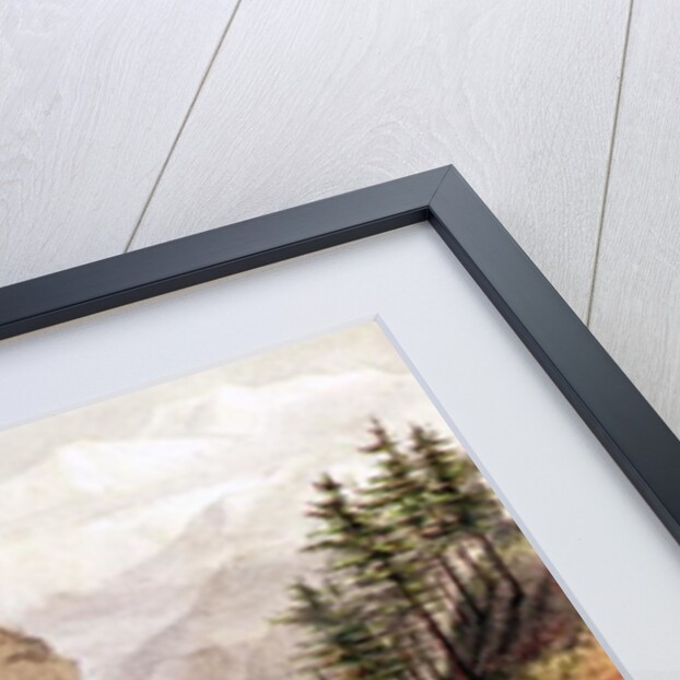 Rhododendrons: Blossom in the snow beds by Anonymous