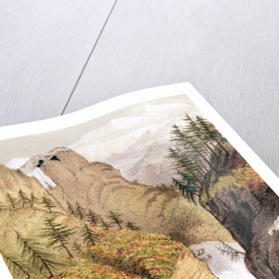 Rhododendrons: Blossom in the snow beds by Anonymous