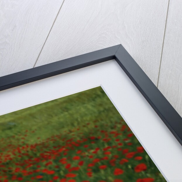 The Poppy Field, 1896 by Pal Szinyei Merse