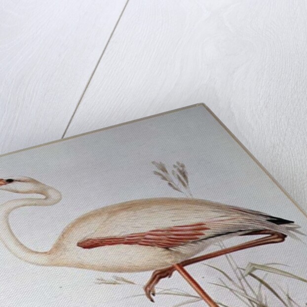 Flamingo by Edward Lear