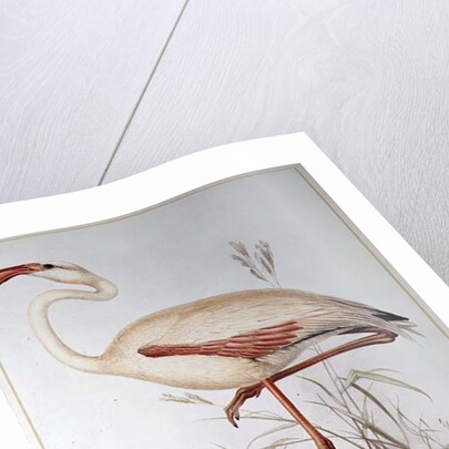 Flamingo by Edward Lear