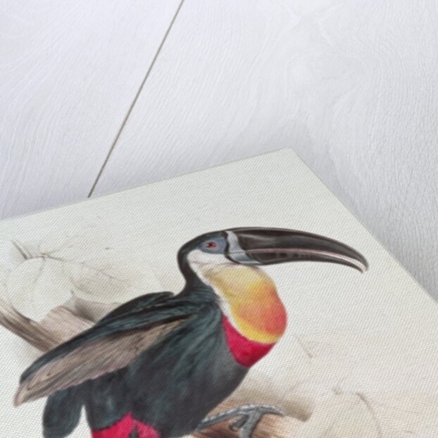 Sulphur and white breasted Toucan, 19th century by Edward Lear
