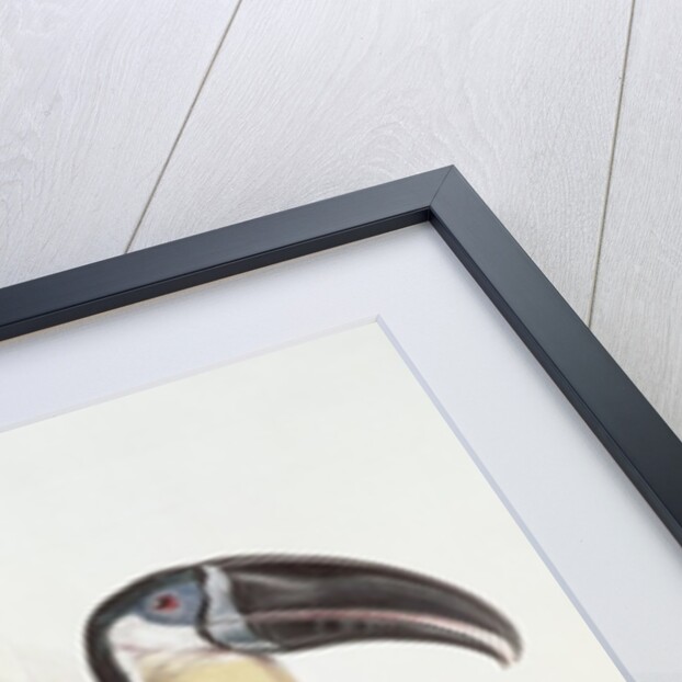 Sulphur and white breasted Toucan, 19th century by Edward Lear