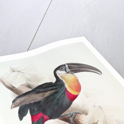 Sulphur and white breasted Toucan, 19th century by Edward Lear