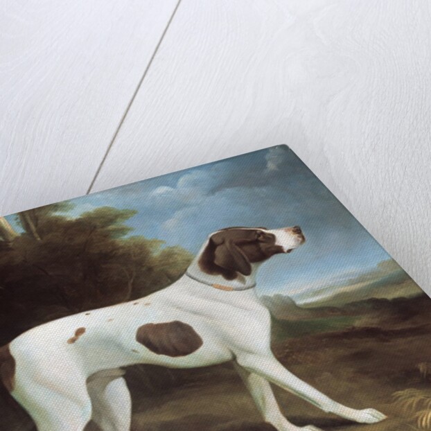 Portrait of a liver and white pointer by George Garrard