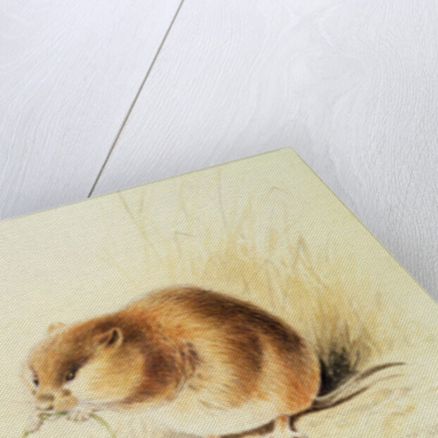 Dormice, 19th century by Edward Lear