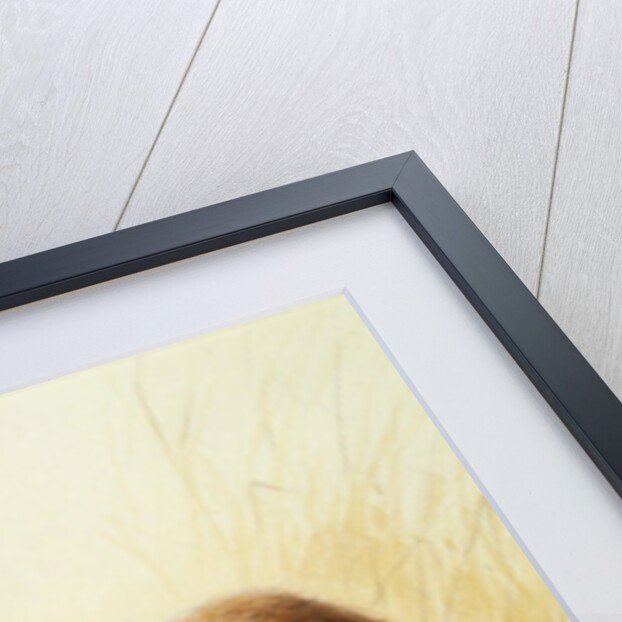 Dormice, 19th century by Edward Lear