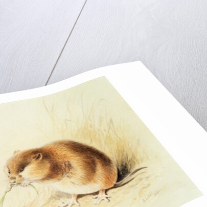 Dormice, 19th century by Edward Lear