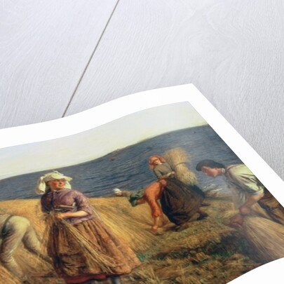 The Harvest by Hugh Cameron