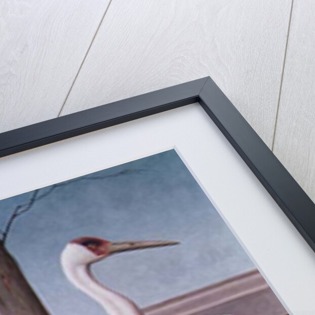 Indian Crane, Cockatoo, Bullfinch and Thrush by Henry Stacy Marks