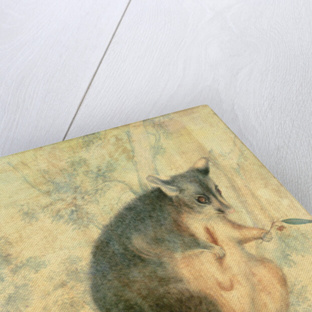 The Possum by Caroline Louisa Atkinson