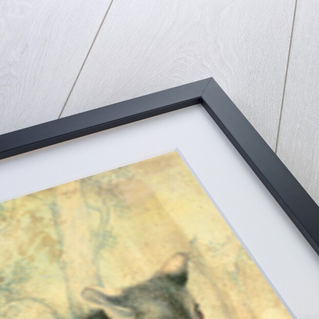 The Possum by Caroline Louisa Atkinson