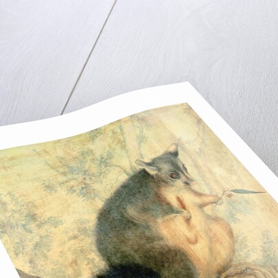 The Possum by Caroline Louisa Atkinson