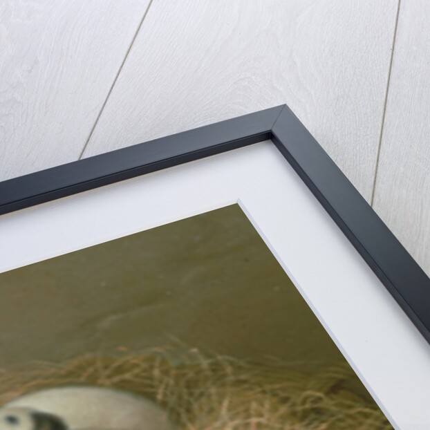 Bitch with her Puppies in a Wicker Basket by Samuel de Wilde