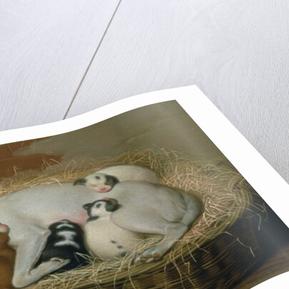 Bitch with her Puppies in a Wicker Basket by Samuel de Wilde