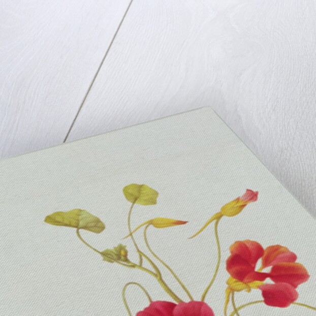 Nasturtium by Pierre Joseph Redouté