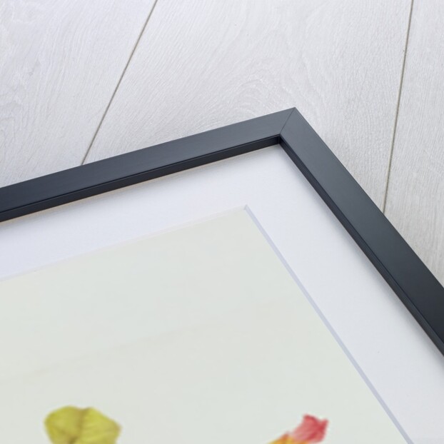 Nasturtium by Pierre Joseph Redouté