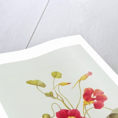 Nasturtium by Pierre Joseph Redouté