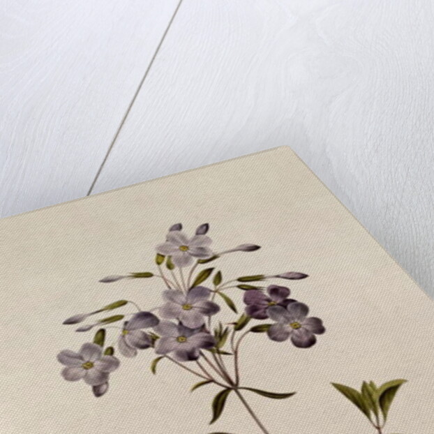 Phlox reptans by Pierre Joseph Redouté