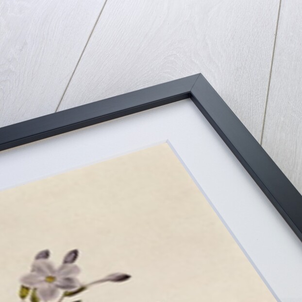 Phlox reptans by Pierre Joseph Redouté