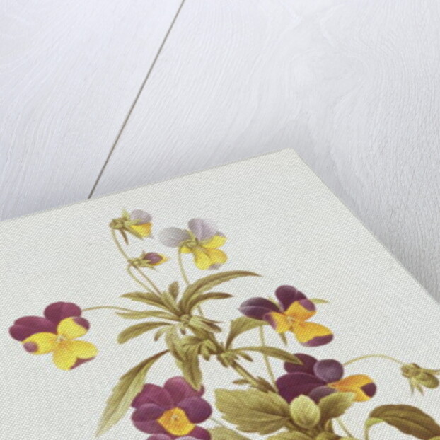 Viola Tricolour by Pierre Joseph Redouté