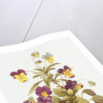 Viola Tricolour by Pierre Joseph Redouté