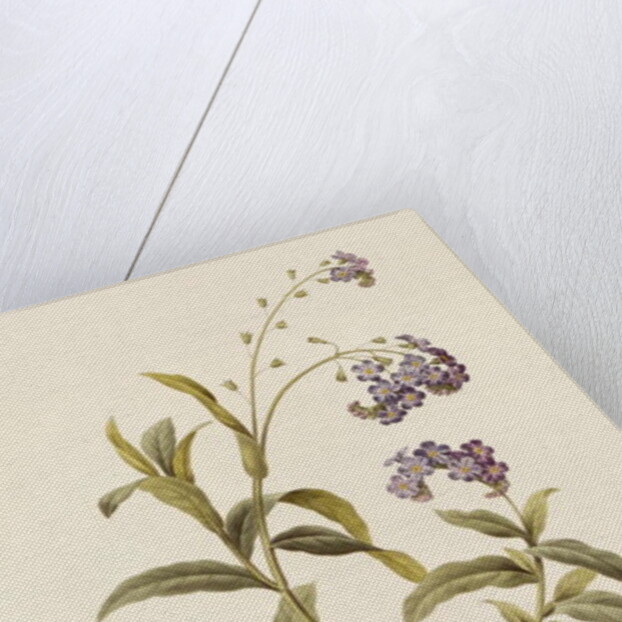 Forget-me-not by Pierre Joseph Redouté