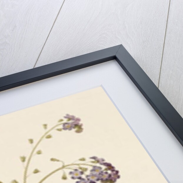 Forget-me-not by Pierre Joseph Redouté