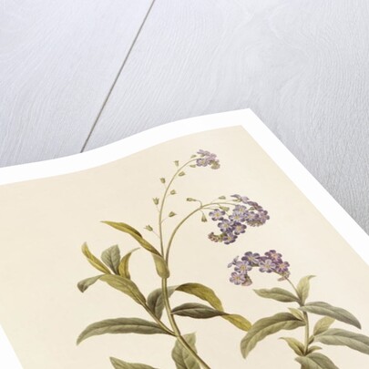 Forget-me-not by Pierre Joseph Redouté