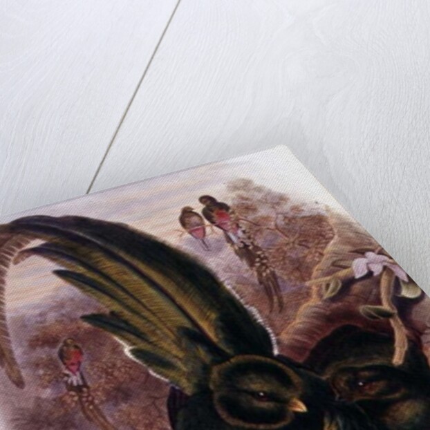 Pharomachrus Mocinno by John & Hart William Gould