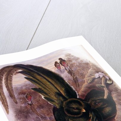 Pharomachrus Mocinno by John & Hart William Gould