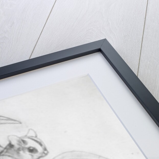 Gliding Possums by John Gould