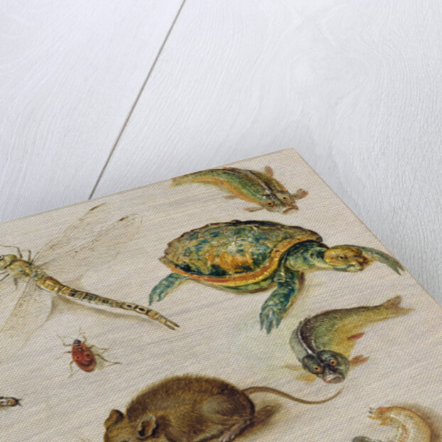 A Study of Insects, Sea Creatures and a Mouse by Jan the Younger Brueghel