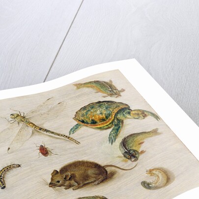 A Study of Insects, Sea Creatures and a Mouse by Jan the Younger Brueghel