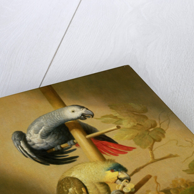 An African Grey and an Orange Winged Amazon Parrot on a Perch with Grapes by Jacob Fransz van der Merck