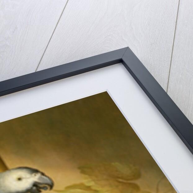 An African Grey and an Orange Winged Amazon Parrot on a Perch with Grapes by Jacob Fransz van der Merck