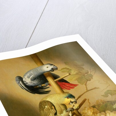 An African Grey and an Orange Winged Amazon Parrot on a Perch with Grapes by Jacob Fransz van der Merck