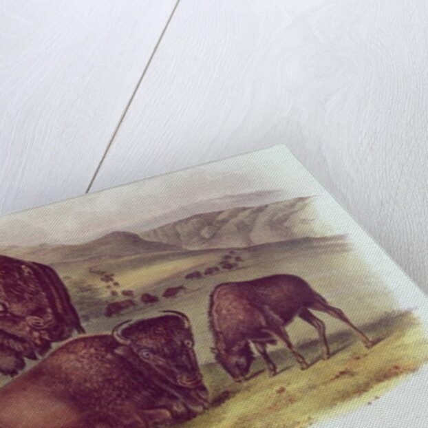 American Bison or Buffalo by John James Audubon