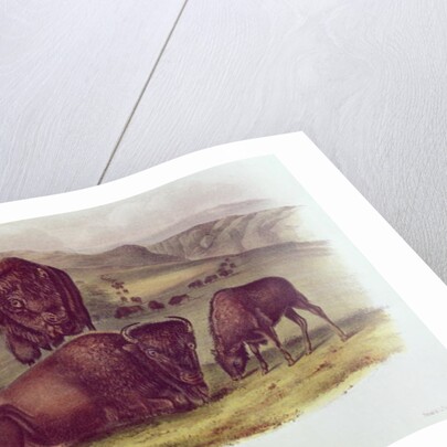 American Bison or Buffalo by John James Audubon