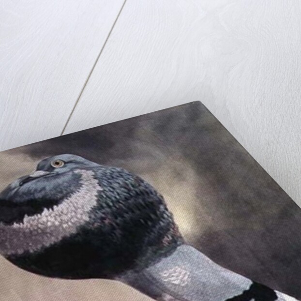 Portrait of Pouter Pigeon by D. Wolsenholme