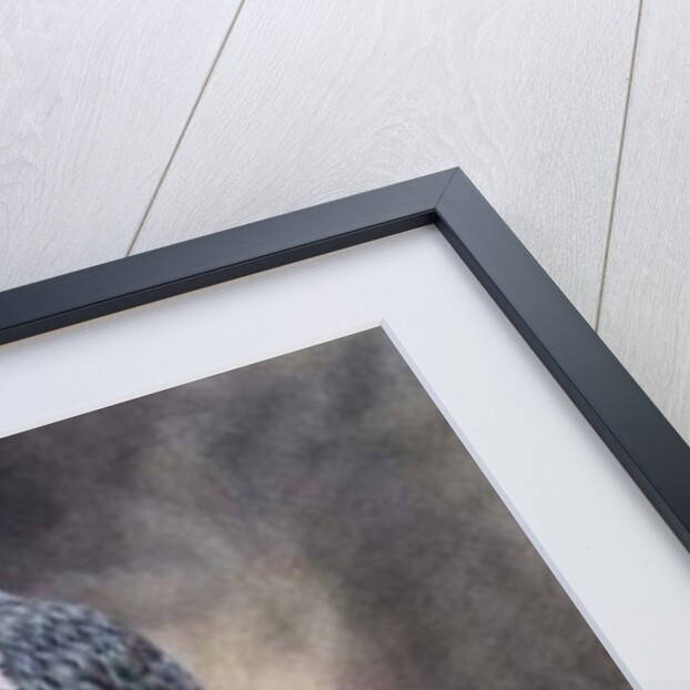 Portrait of Pouter Pigeon by D. Wolsenholme