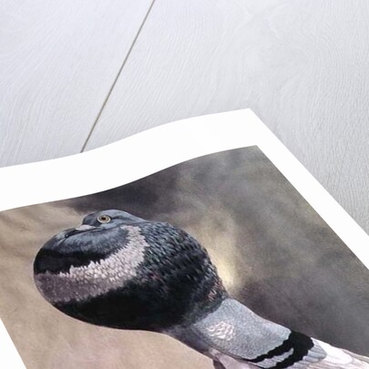 Portrait of Pouter Pigeon by D. Wolsenholme